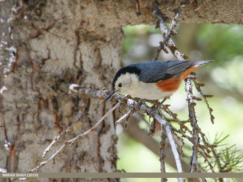 White-cheeked Nuthatch (Sitta leucopsis) - бесплатный image #461189